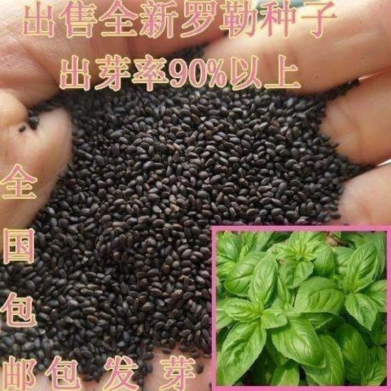 九层塔种子食用甜香罗勒种子蔬菜种子香草金不换阳台庭院种菜