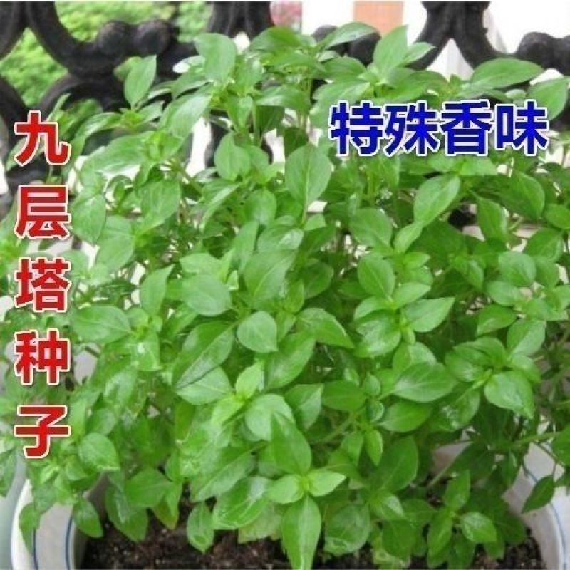 九层塔种子食用甜香罗勒种子蔬菜种子香草金不换阳台庭院种菜
