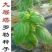 九层塔种子食用甜香罗勒种子蔬菜种子香草金不换阳台庭院种菜