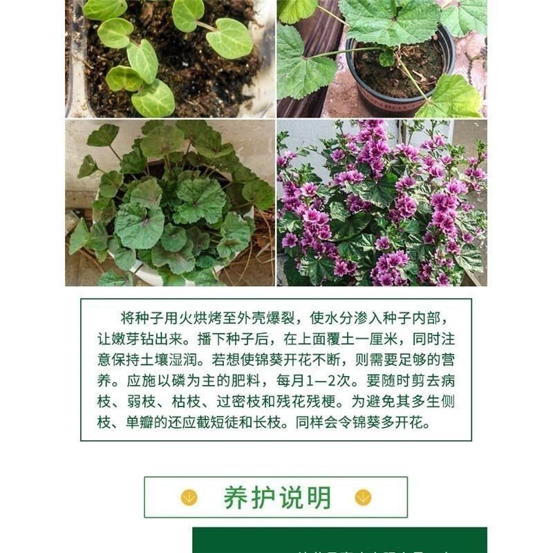 花种子锦葵种子荆葵金钱紫花葵花种籽子四季易活高杆露天庭院