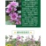 花种子锦葵种子荆葵金钱紫花葵花种籽子四季易活高杆露天庭院