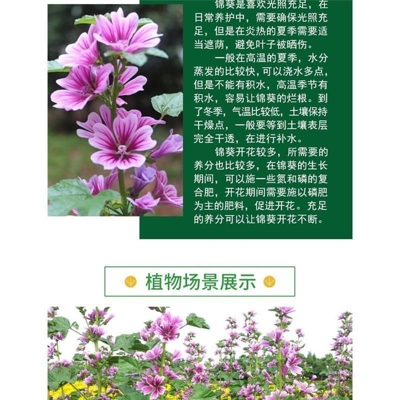 花种子锦葵种子荆葵金钱紫花葵花种籽子四季易活高杆露天庭院