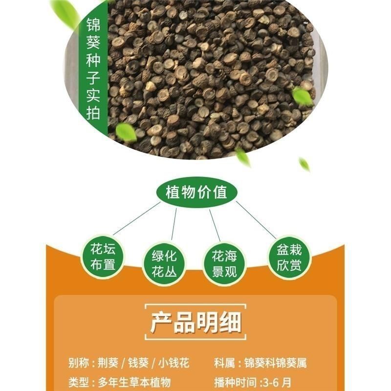 花种子锦葵种子荆葵金钱紫花葵花种籽子四季易活高杆露天庭院