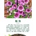 花种子锦葵种子荆葵金钱紫花葵花种籽子四季易活高杆露天庭院