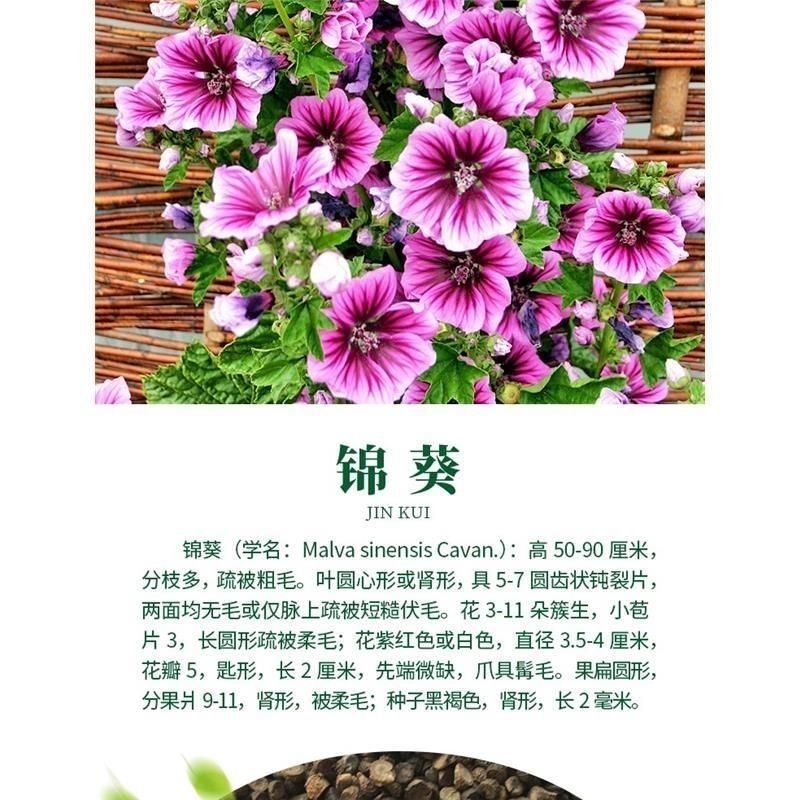 花种子锦葵种子荆葵金钱紫花葵花种籽子四季易活高杆露天庭院