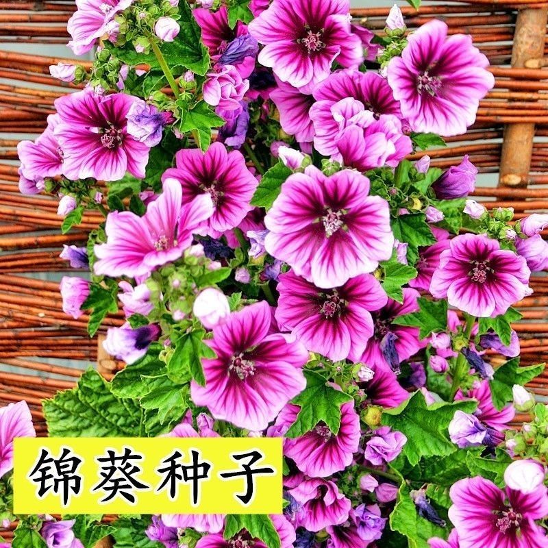 花种子锦葵种子荆葵金钱紫花葵花种籽子四季易活高杆露天庭院