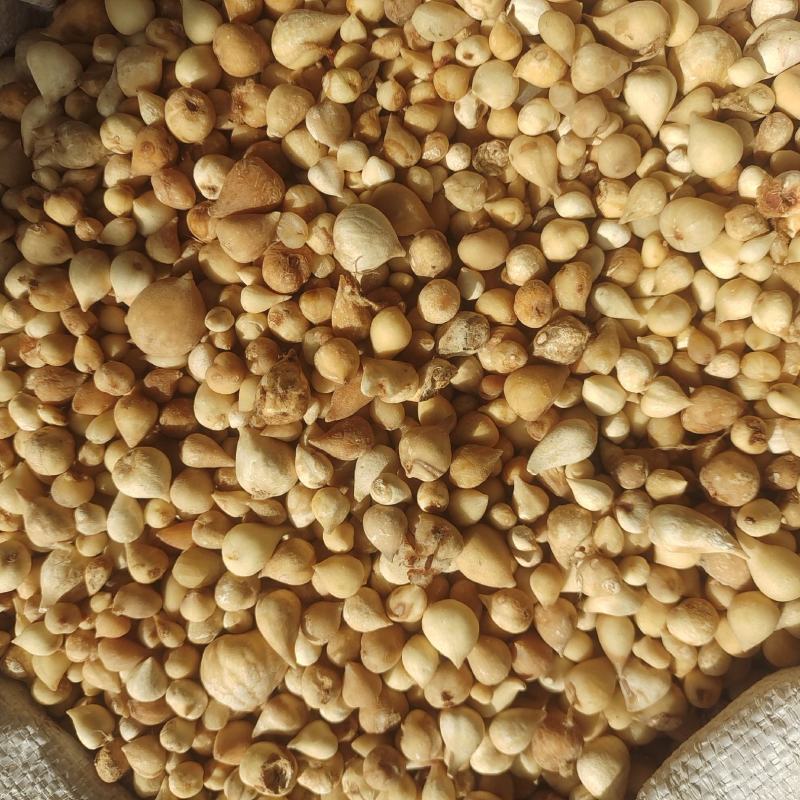 光慈菇光山慈菇山慈菇冰球子紫轩堂药业