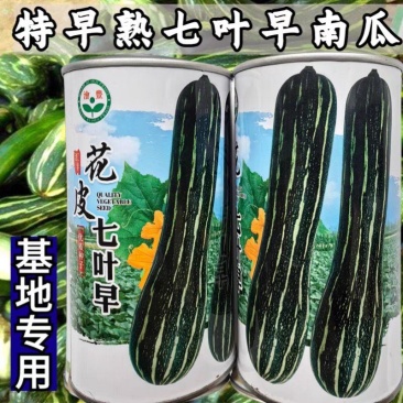 花皮七叶早南瓜种子，黑皮长南瓜种子，倭瓜种子好，好吃面甜
