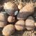 【芋头种】8520毛芋头种产地直供保质保量