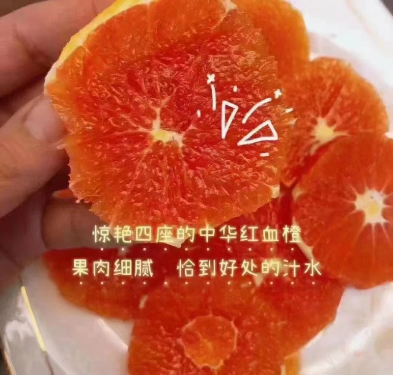 湖北中华红血橙可订园看货，对接市场，超市电商