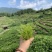湘西莓茶