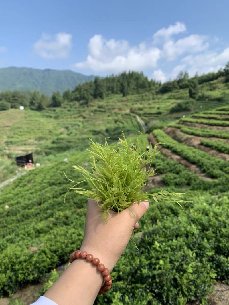 湘西莓茶