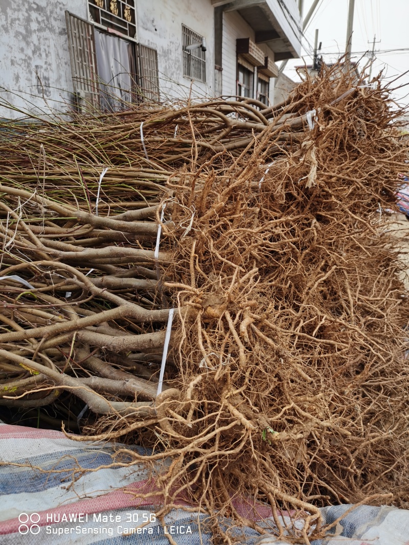 早熟油蟠桃苗品种油蟠桃树苗一年苗规格黄肉油蟠桃树苗