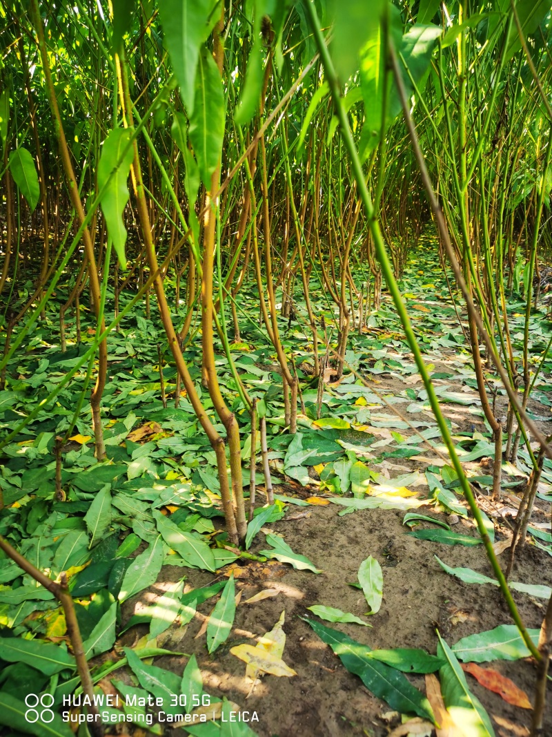 早熟油蟠桃苗品种油蟠桃树苗一年苗规格黄肉油蟠桃树苗