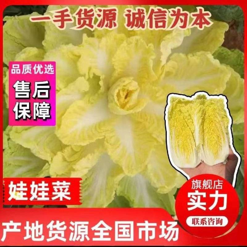 《云南》高山娃娃菜，欢迎来电选购，质量保证，可加工大量