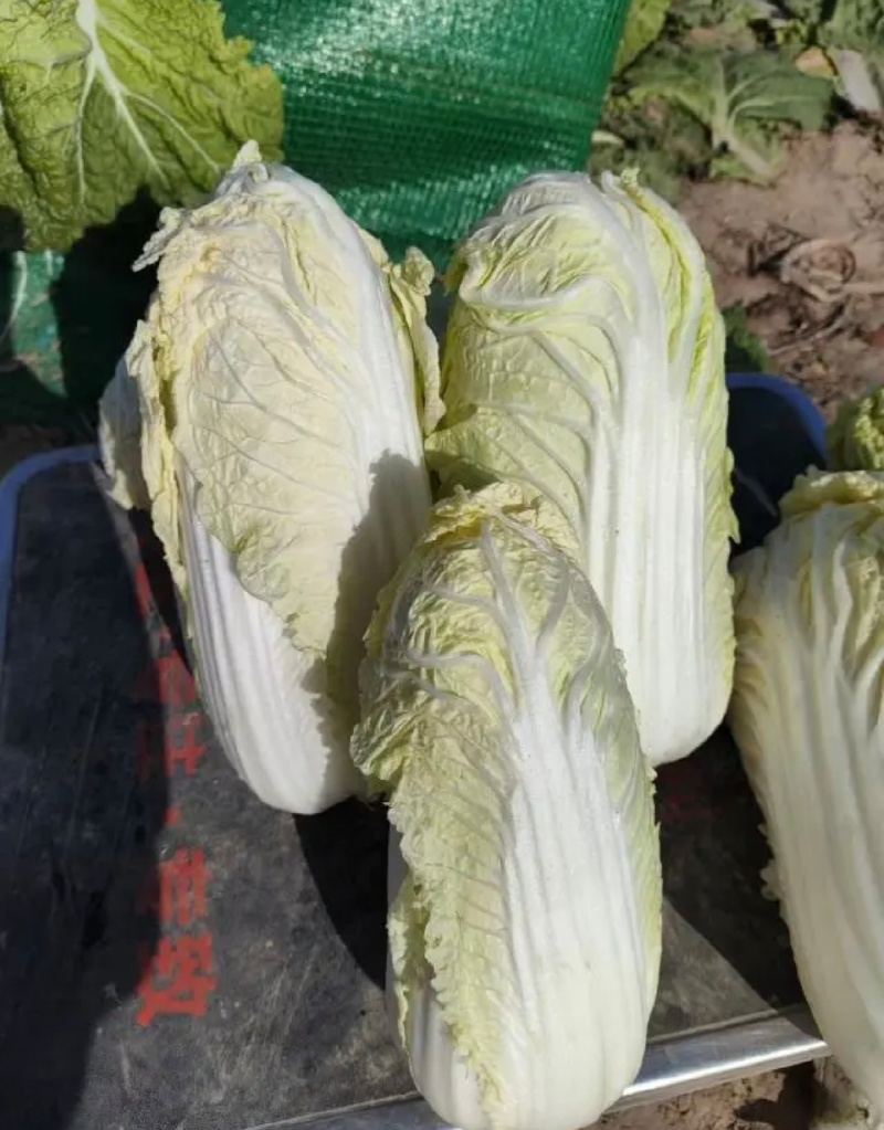 《云南》高山娃娃菜，欢迎来电选购，质量保证，可加工大量