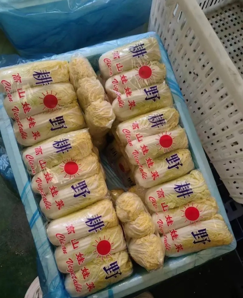 《云南》高山娃娃菜，欢迎来电选购，质量保证，可加工大量
