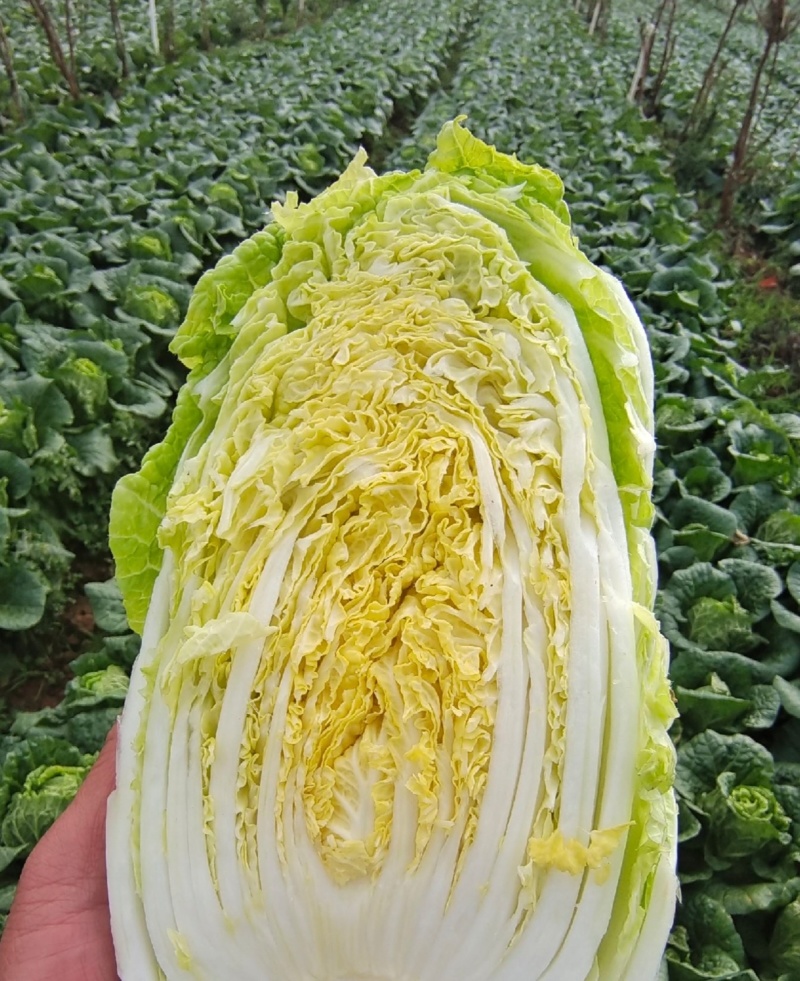 《云南》高山娃娃菜，欢迎来电选购，质量保证，可加工大量