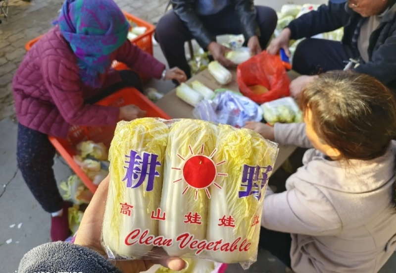 《云南》高山娃娃菜，欢迎来电选购，质量保证，可加工大量
