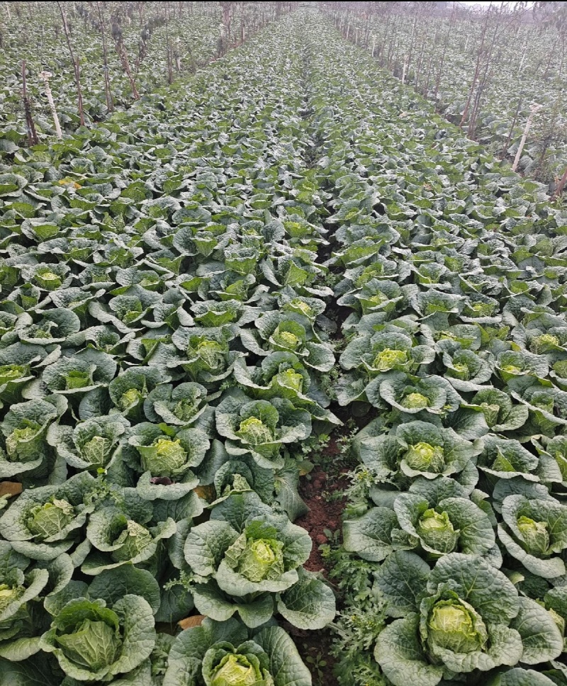 《云南》高山娃娃菜，欢迎来电选购，质量保证，可加工大量