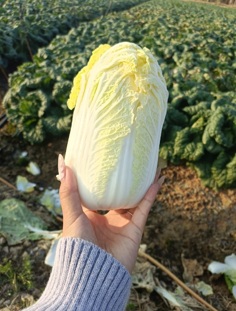 《云南》高山娃娃菜，欢迎来电选购，质量保证，可加工大量