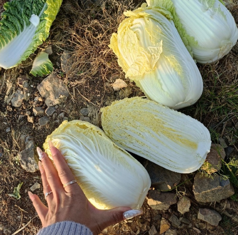 《云南》高山娃娃菜，欢迎来电选购，质量保证，可加工大量