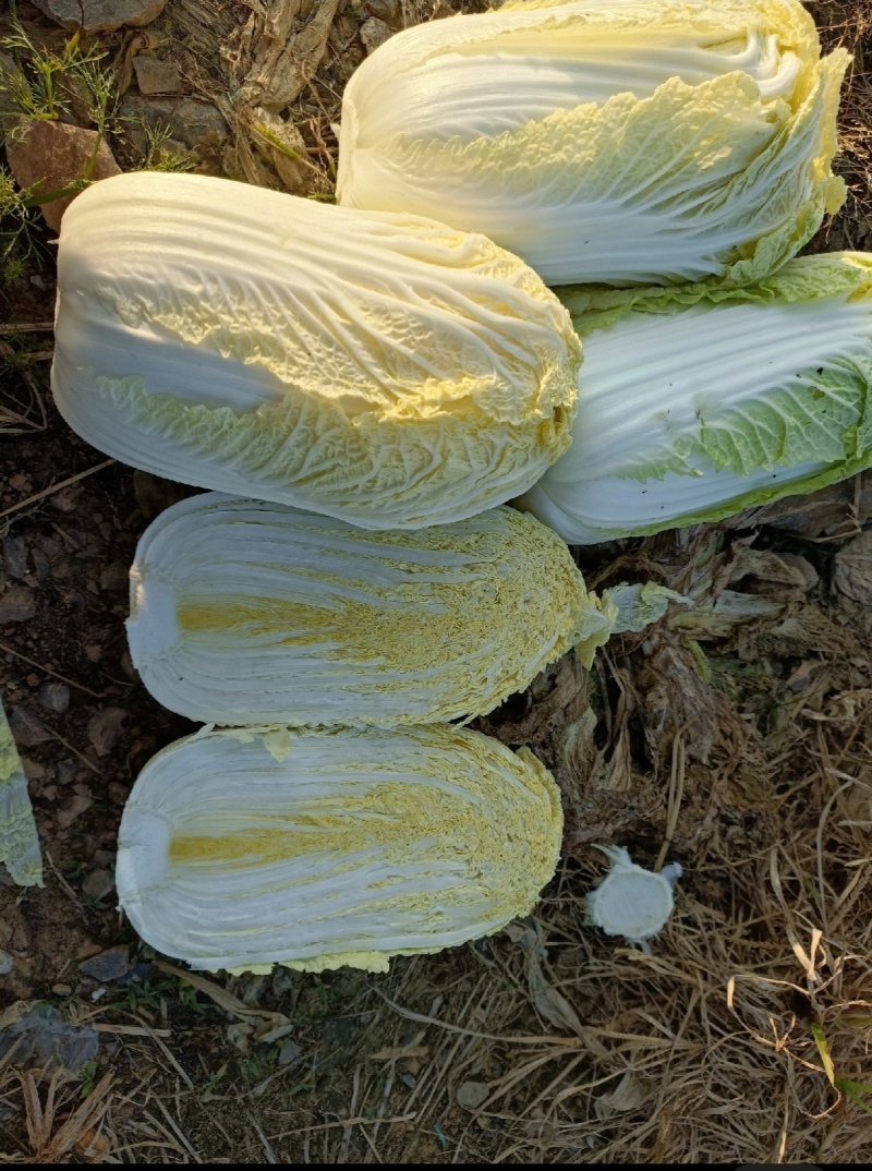 《云南》高山娃娃菜，欢迎来电选购，质量保证，可加工大量
