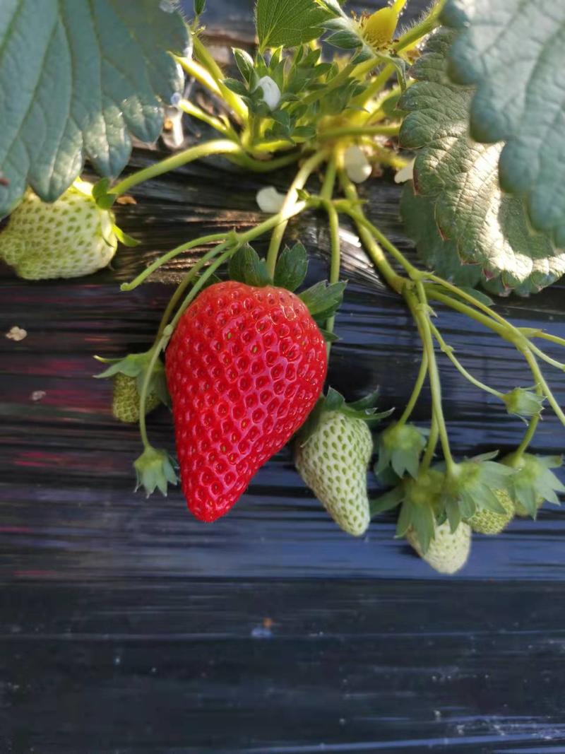 联盟草莓