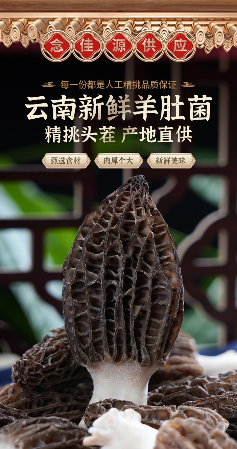新鲜羊肚菌2024年现货云南羊肚菌新鲜1000克菌菇特产