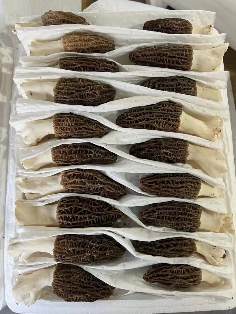 新鲜羊肚菌2024年现货云南羊肚菌新鲜1000克菌菇特产