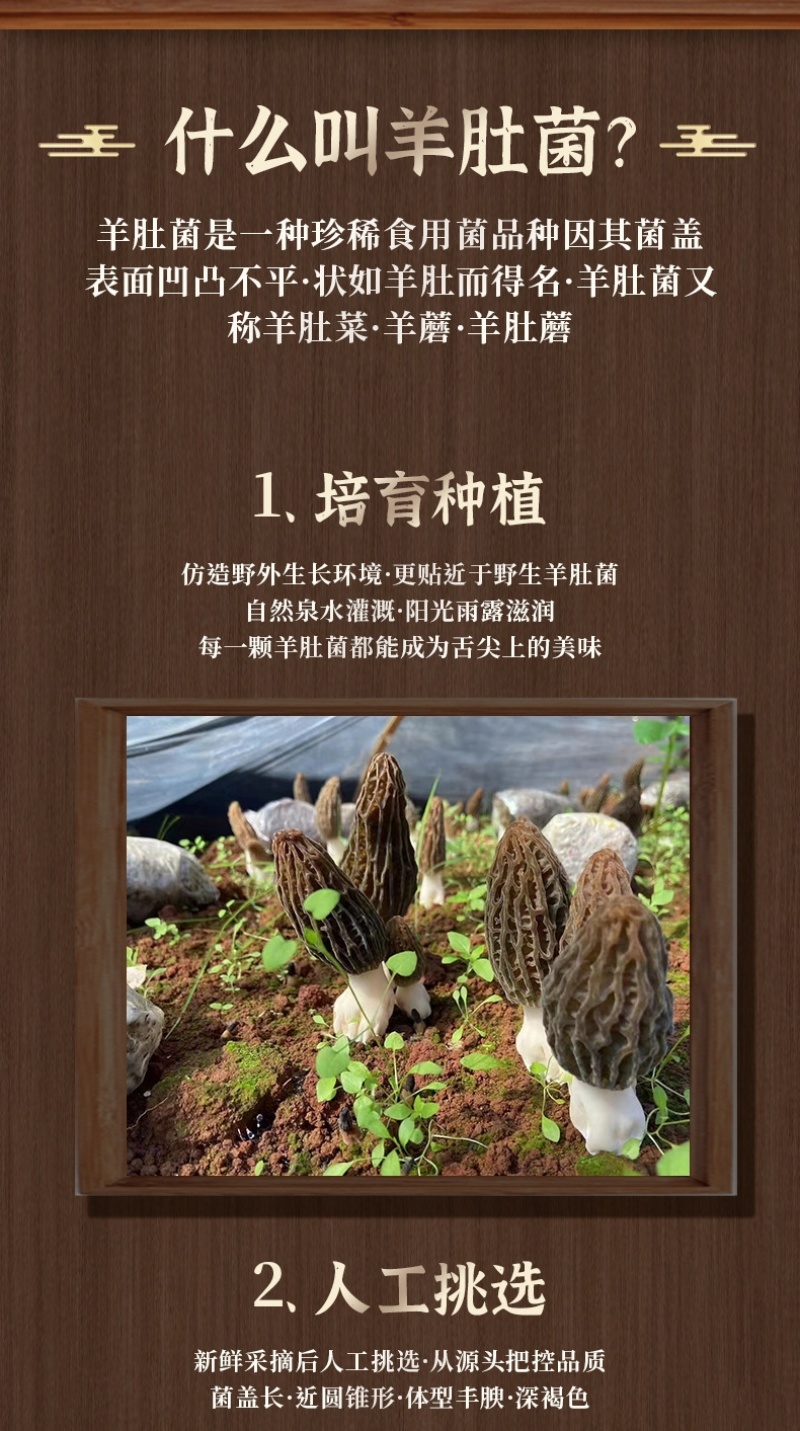 新鲜羊肚菌2024年现货云南羊肚菌新鲜1000克菌菇特产