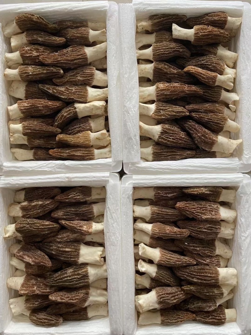 新鲜羊肚菌2024年现货云南羊肚菌新鲜1000克菌菇特产