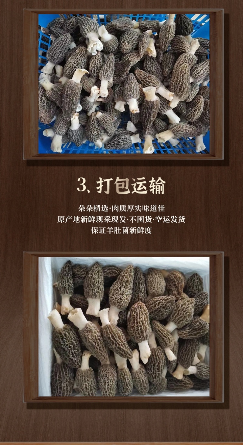 新鲜羊肚菌2024年现货云南羊肚菌新鲜1000克菌菇特产