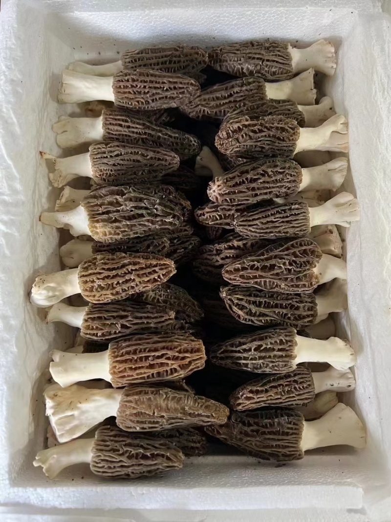 新鲜羊肚菌2024年现货云南羊肚菌新鲜1000克菌菇特产