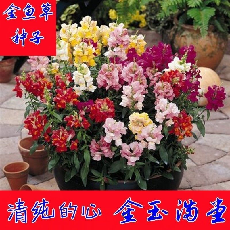 花种子金鱼草种子混色龙头花春秋播阳台盆栽易种景观花种籽子