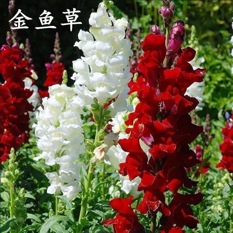 花种子金鱼草种子混色龙头花春秋播阳台盆栽易种景观花种籽子