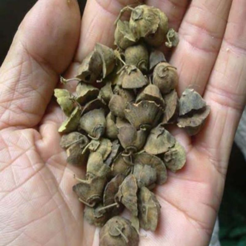 当年马甲子种子马甲子种子脱壳树种篱笆刺种子种植鸟不站刺树