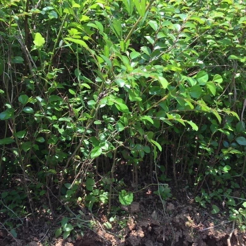 当年马甲子种子马甲子种子脱壳树种篱笆刺种子种植鸟不站刺树