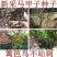 当年马甲子种子马甲子种子脱壳树种篱笆刺种子种植鸟不站刺树