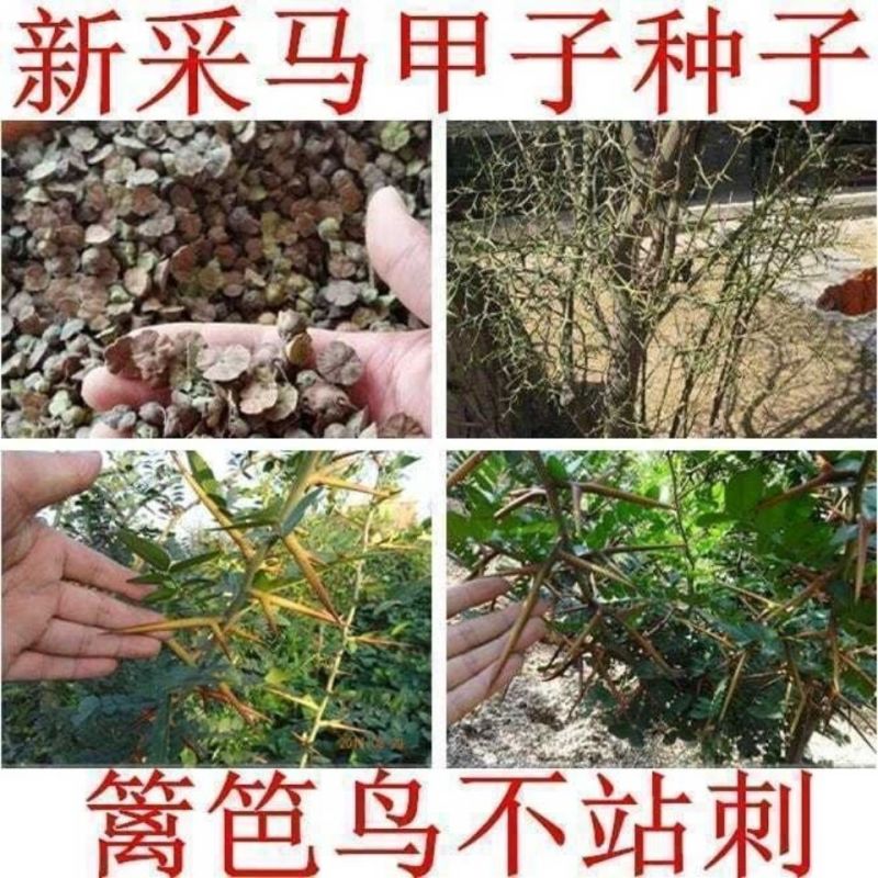 当年马甲子种子马甲子种子脱壳树种篱笆刺种子种植鸟不站刺树