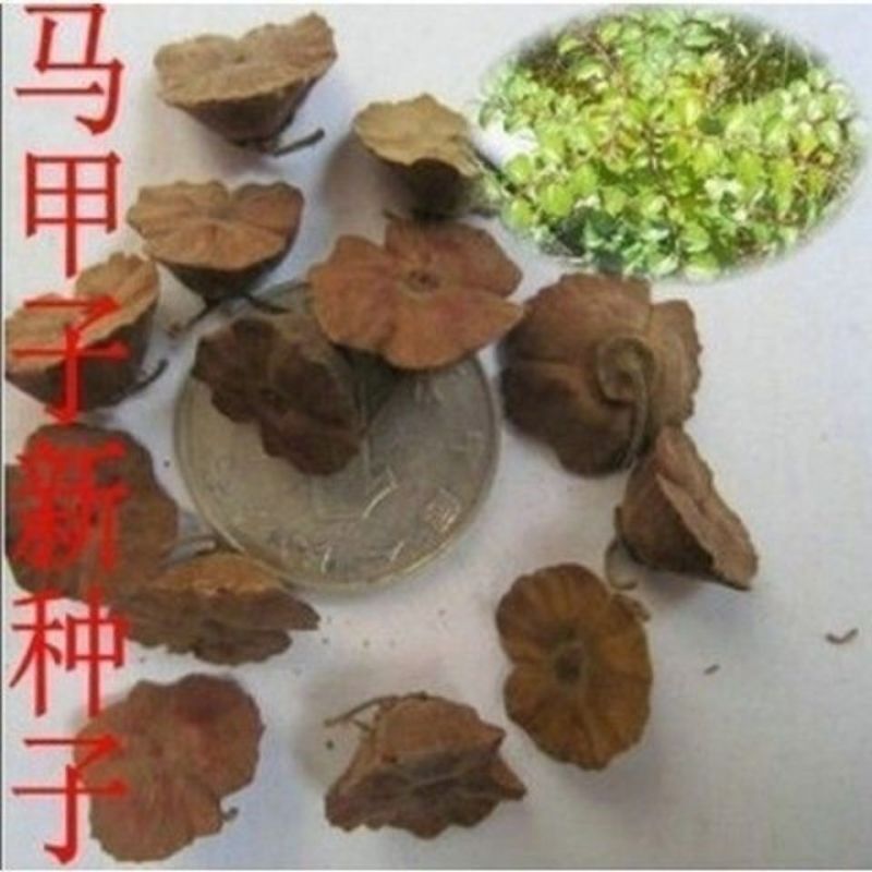 当年马甲子种子马甲子种子脱壳树种篱笆刺种子种植鸟不站刺树