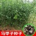 当年马甲子种子马甲子种子脱壳树种篱笆刺种子种植鸟不站刺树