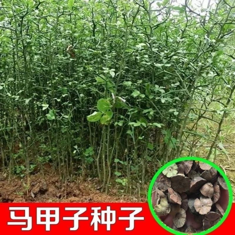 当年马甲子种子马甲子种子脱壳树种篱笆刺种子种植鸟不站刺树