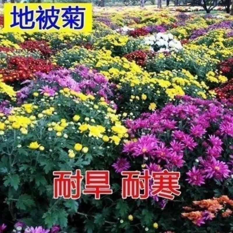 地被菊种子多年生耐寒庭院盆栽花卉菊花籽易活花种子四季阳台
