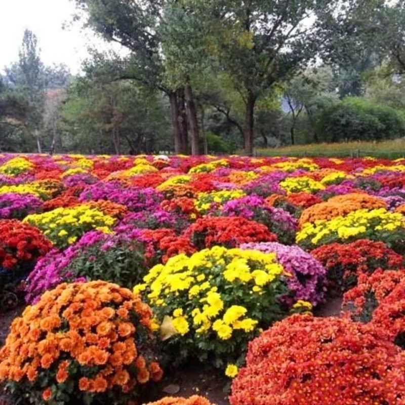地被菊种子多年生耐寒庭院盆栽花卉菊花籽易活花种子四季阳台