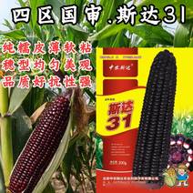斯达31黑糯玉米种子国审纯糯软糯香甜紫黑糯粘玉米种子籽孑