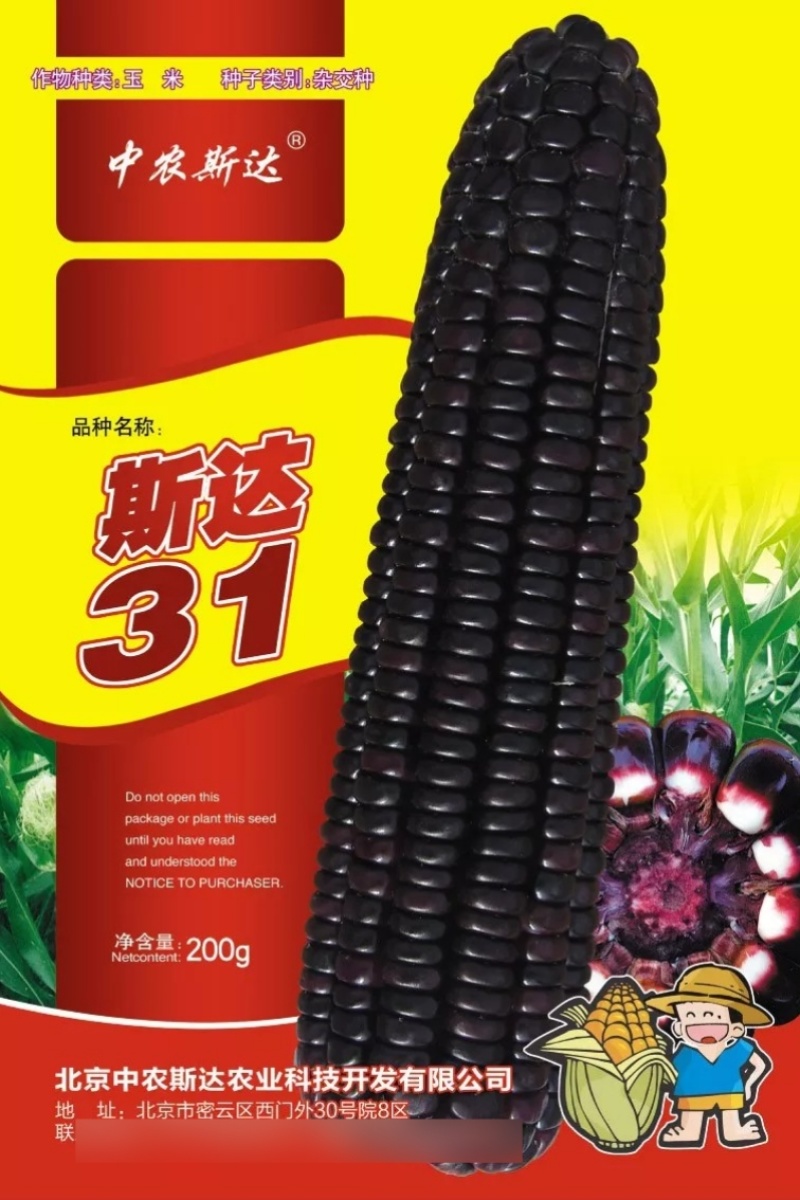 斯达31黑糯玉米种子国审纯糯软糯香甜紫黑糯粘玉米种子籽孑
