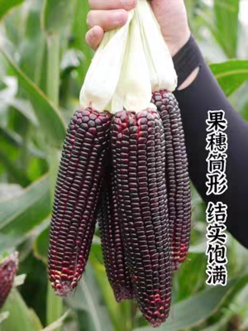 斯达31黑糯玉米种子国审纯糯软糯香甜紫黑糯粘玉米种子籽孑