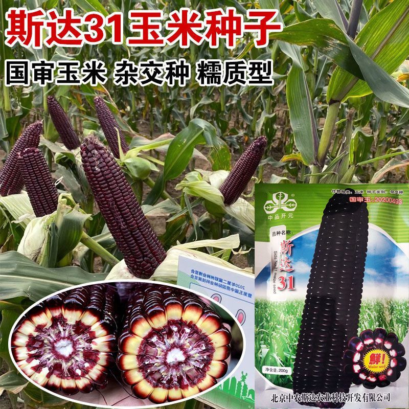 斯达31黑糯玉米种子国审纯糯软糯香甜紫黑糯粘玉米种子籽孑
