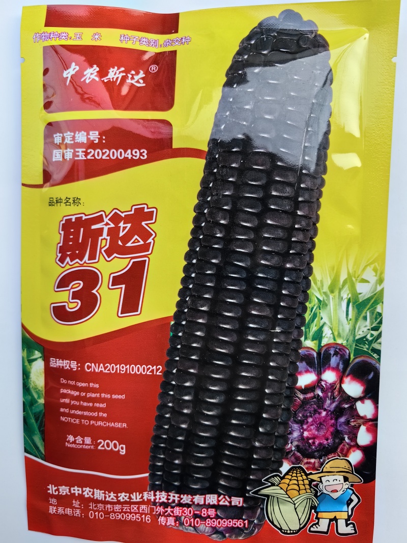 斯达31黑糯玉米种子国审纯糯软糯香甜紫黑糯粘玉米种子籽孑